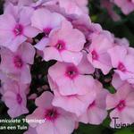 Phlox paniculata 'Flamingo' - Vlambloem, floks