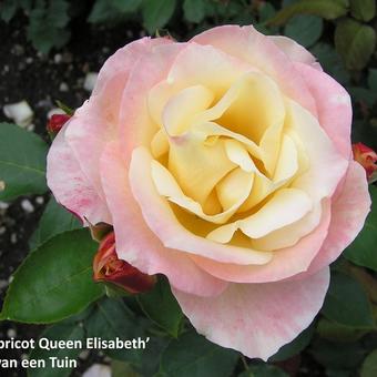 Rosa 'Apricot Queen Elizabeth'