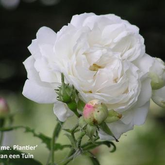 Rosa 'Mme Plantier'