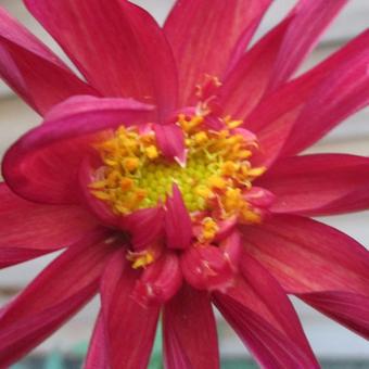 Dahlia 'Rock 'n Roll'