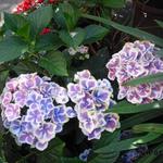 Hydrangea macrophylla 'Bavaria' - Hortensia, Bolhortensia