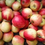 Malus domestica 'Keuleman' - Appel