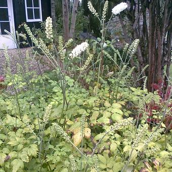 Actaea simplex