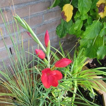 Hesperantha coccinea 'Major'