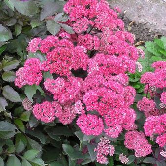 Sedum telephium 'Red Cauli'