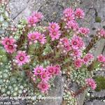 Sempervivum arachnoideum var. Tomentosum - Spinnenwebhuislook