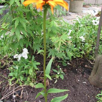 Echinacea purpurea 'Flame Thrower'