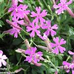 Silene schafta - Kaukasische silene, lijmkruid, hemelroosje - Silene schafta