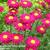 Tanacetum coccineum 'Robinson's Red'