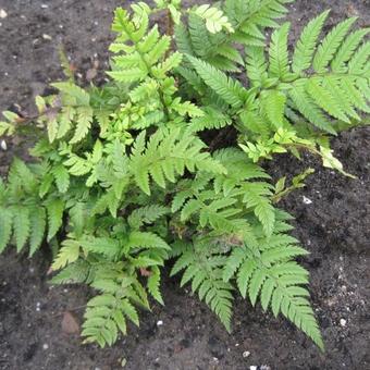 Polystichum tsussimense