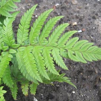 Polystichum tsussimense