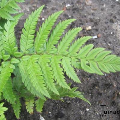 Koreaanse rotsvaren - Polystichum tsussimense 