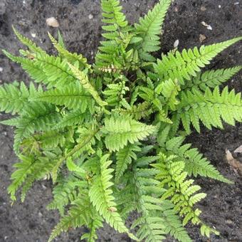 Polystichum rigens