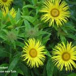 Inula hookeri - Alant