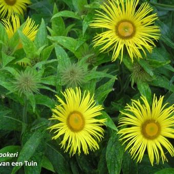 Inula hookeri