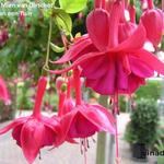 Fuchsia 'Mien Van Oirschot' - Bellenplant