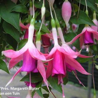 Fuchsia 'President Margaret Slater'