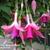 Fuchsia 'President Margaret Slater'