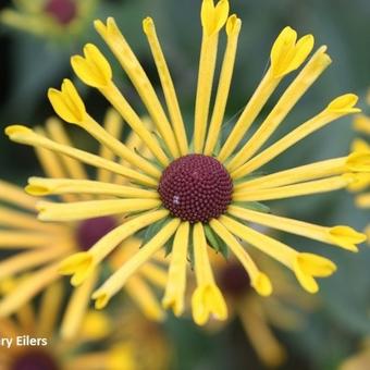 Rudbeckia subtomentosa 'Henry Eilers'