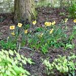 Narcissus 'Kedron' - Narcis