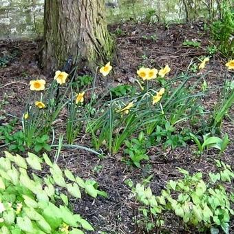 Narcissus 'Kedron'