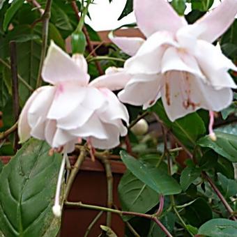 Fuchsia 'White Galore'