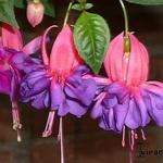 Fuchsia 'Rose Bradwardine' - Bellenplant