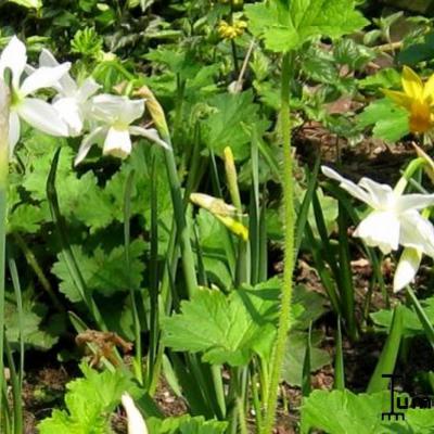 Narcis - Narcissus 'Mount Hood'