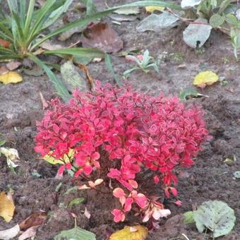 Berberis thunbergii f. atropurpurea 'Admiration'