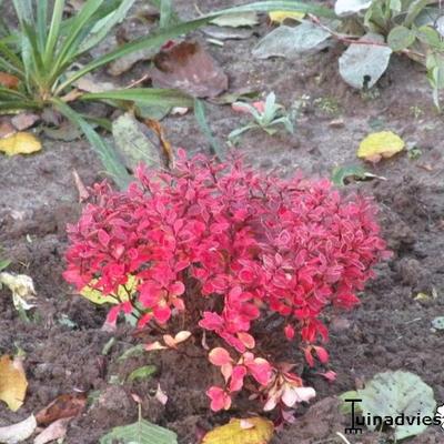 Zuurbes - Berberis thunbergii f. atropurpurea 'Admiration'