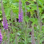 Veronica longifolia 'Eveline' - Lange ereprijs