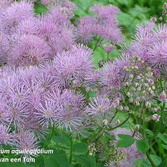 Thalictrum aquilegifolium