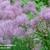 Thalictrum aquilegifolium