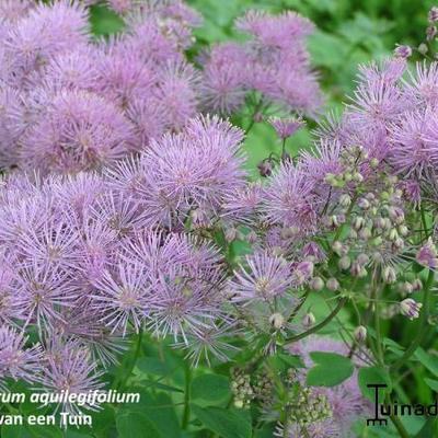 Ruit/Akeleiruit - Thalictrum aquilegifolium