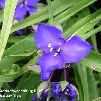 Tradescantia andersoniana 'Zwanenburg Blue'