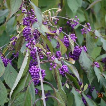 Callicarpa bodinieri