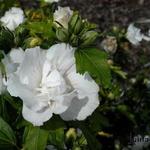 Hibiscus syriacus 'Jeanne d'Arc' - Althaeastruik