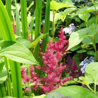 Astilbe japonica 'Red Sentinel'