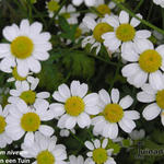 Tanacetum niveum - Wormkruid