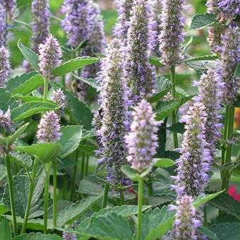 Agastache foeniculum