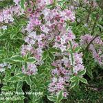 Weigelia - Weigelia florida ‘Nana Variegata’