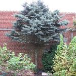 Abies procera 'Glauca' - Blauwspar, Zilverspar