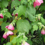 Abutilon x hybridum - Chinese lantaarn