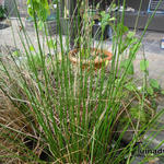 Juncus effusus - Pitrus - Juncus effusus