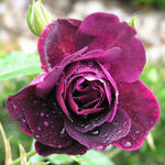 Rosa 'Burgundy Ice'  - Roos