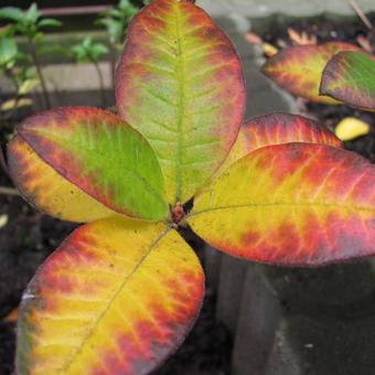 Rhododendron 'Oriental Queen'