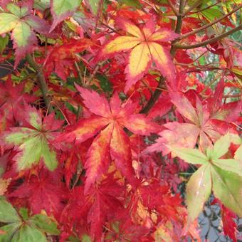 Acer palmatum