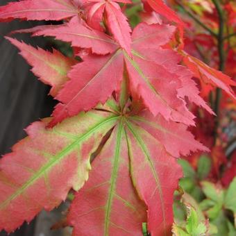 Acer palmatum