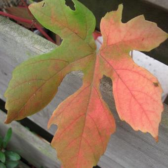 Vitis vinifera 'Boskoop Glory'