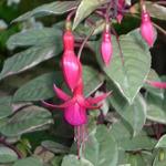 Fuchsia 'Tom West' - Bellenplant